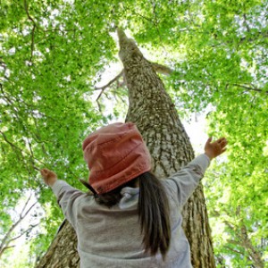 ブナの木を見上げる子供
